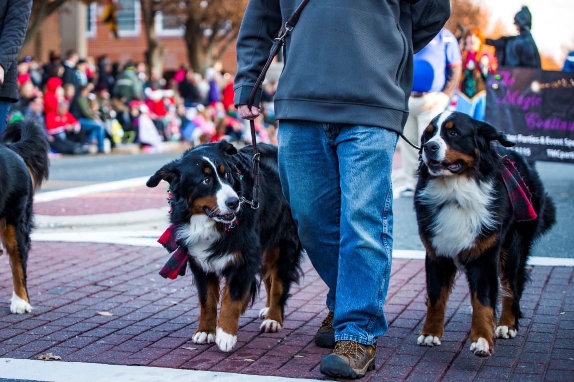 Bel_Air_Xmas_DSC6452webres (Medium)